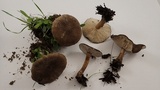 Melanoleuca subpulverulenta image
