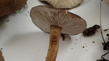 Melanoleuca subpulverulenta image