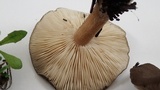 Melanoleuca subpulverulenta image