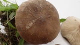 Melanoleuca subpulverulenta image