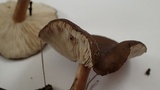 Melanoleuca subpulverulenta image