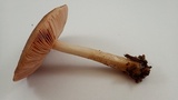Pluteus pouzarianus image
