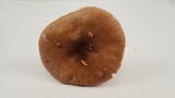 Pluteus pouzarianus image