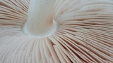 Pluteus pouzarianus image