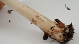 Pluteus pouzarianus image
