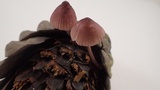 Mycena purpureofusca image