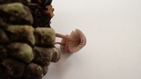 Mycena purpureofusca image