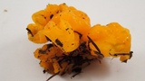 Naematelia aurantia image