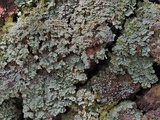 Cladonia hypoxantha image