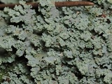 Cladonia hypoxantha image