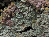 Cladonia hypoxantha image