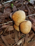 Lacrymaria hypertropicalis image