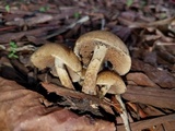 Lacrymaria hypertropicalis image