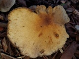 Lacrymaria hypertropicalis image