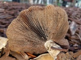 Lacrymaria hypertropicalis image