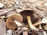 Lacrymaria hypertropicalis image