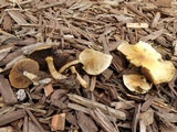 Lacrymaria hypertropicalis image