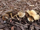 Lacrymaria hypertropicalis image