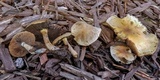 Lacrymaria hypertropicalis image