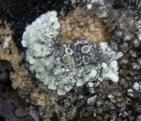 Lecanora muralis image