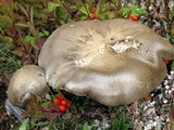 Tricholoma saponaceum image