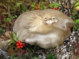 Tricholoma saponaceum image