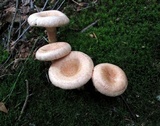Lactarius torminosus image
