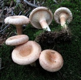 Lactarius torminosus image