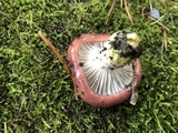 Gomphidius roseus image
