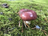 Gomphidius roseus image