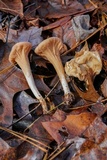 Clavariadelphus unicolor image