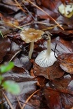 Hygrocybe colemanniana image