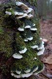 Oxyporus populinus image