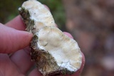 Oxyporus populinus image