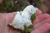 Oxyporus populinus image