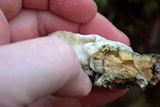 Oxyporus populinus image