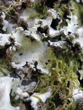 Parmotrema gardneri image