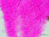 Athelia salicum image