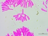 Athelia salicum image
