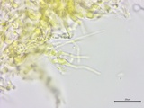 Athelia salicum image