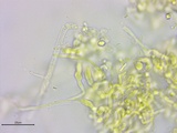 Athelia salicum image