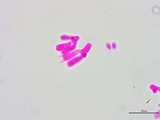 Athelia salicum image