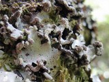 Parmotrema gardneri image