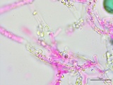 Athelia salicum image