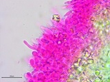 Athelia salicum image