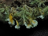 Cladonia hypoxantha image