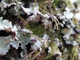 Parmotrema gardneri image