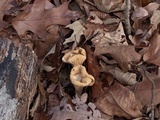 Clavariadelphus unicolor image