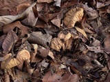 Clavariadelphus unicolor image