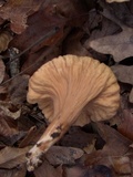 Clavariadelphus unicolor image